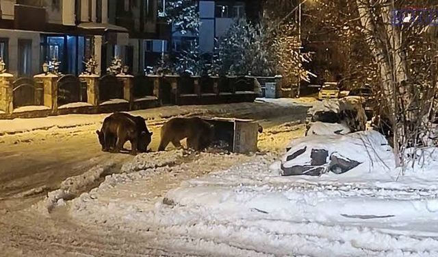 Kars’ta "Kış kapıda, ayılar sokaklarda"