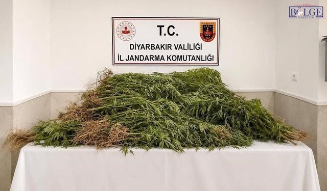 Diyarbakır’da Uyuşturucu Operasyonu: 144 Bin Kök Kenevir Ele Geçirildi
