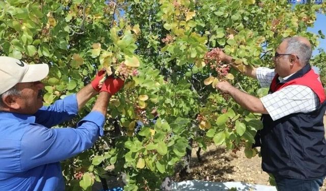 Elazığ’da Antep fıstığında hasat başladı: 38,4 ton ürün bekleniyor