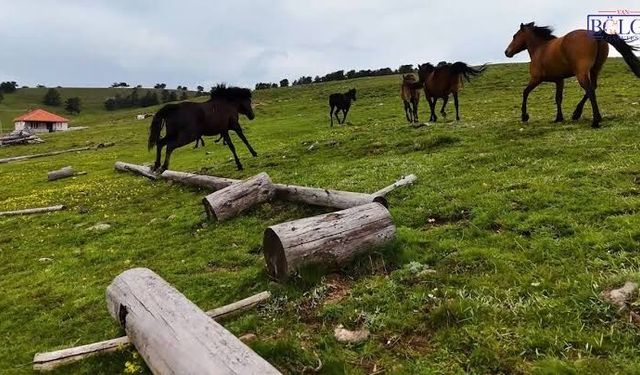 Rüyada at görmek ne anlama gelir? İşte rüyada at görmenin yorumu