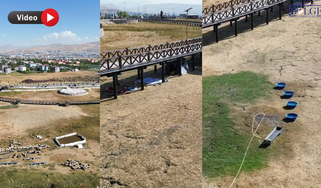 Van’da yeni sahil yolunda ilginç manzara: Kamelyalar koyunlara mesken oldu