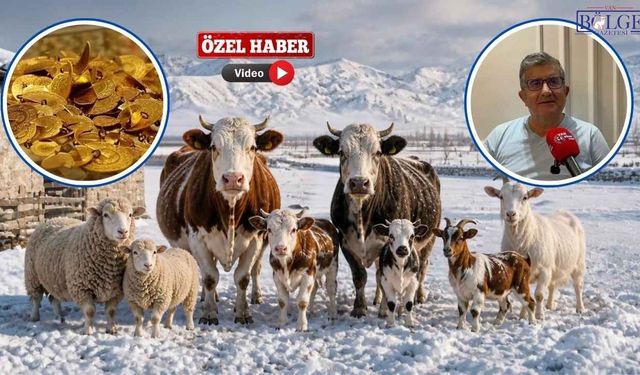 Van’da Altın mı, Hayvan mı? Hesabı! Üretici Ne Yapmalı?
