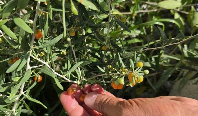Tatvan’da Bir İlk: Van Gölü Kıyısında Goji Berry Hasadı Yapıldı