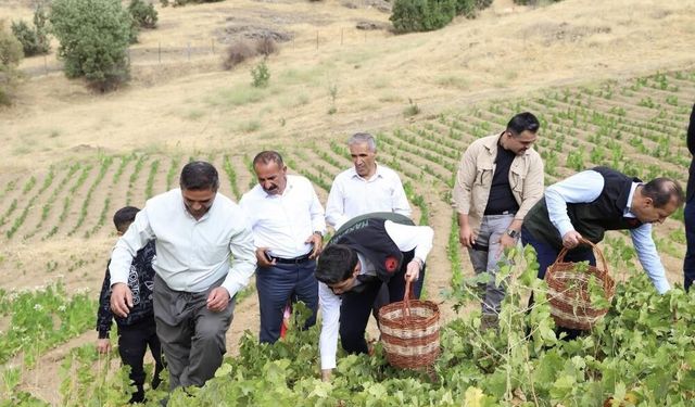 Şemdinli’de üzüm hasadı başladı