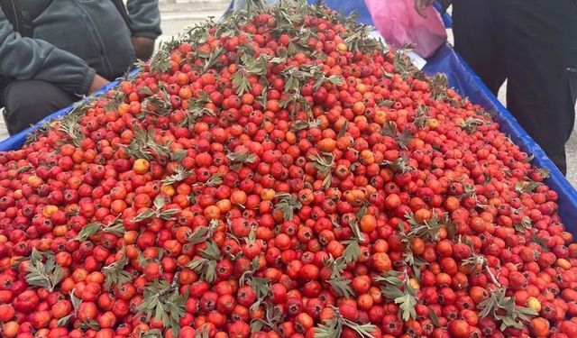 Van’da Dağlardan Tezgâhlara İndi! Kürtçe Adı Guhûşk, İşte Fiyatı