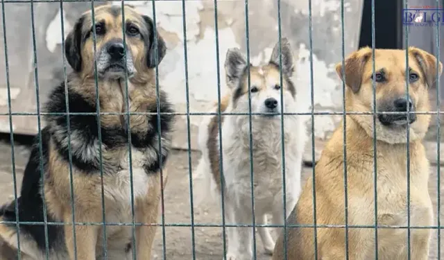 Van’da 4 Ekim’de sert mesaj: “Canları toplamak çözüm değil”