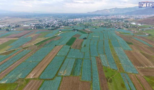Muş’ta Lahana Hasadı Başladı: 165 Milyon Liralık Gelir Bekleniyor