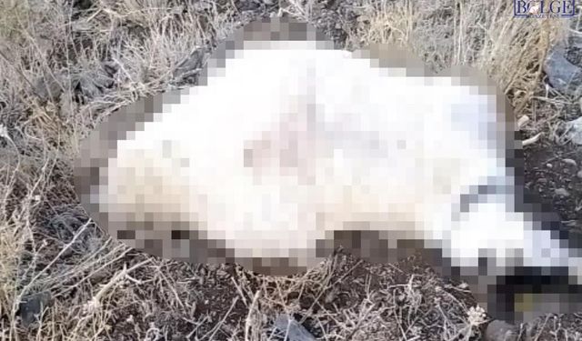 Yıldırım Düşmesi Sonucu Çok Sayıda Koyun Telef Oldu