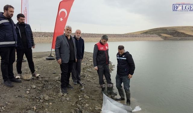 Van’daki 8 Gölete 700 Bin Yavru Sazan Bırakıldı