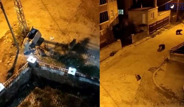 Kars'ta ayılar mahalleyi istila etti