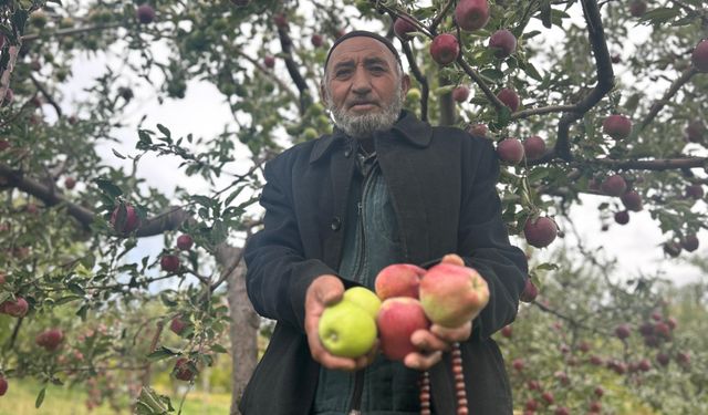 Van’da 75 Yaşındaki Çiftçiden Şaşırtan Başarı: Tek Ağaçta İki Renk Elma!