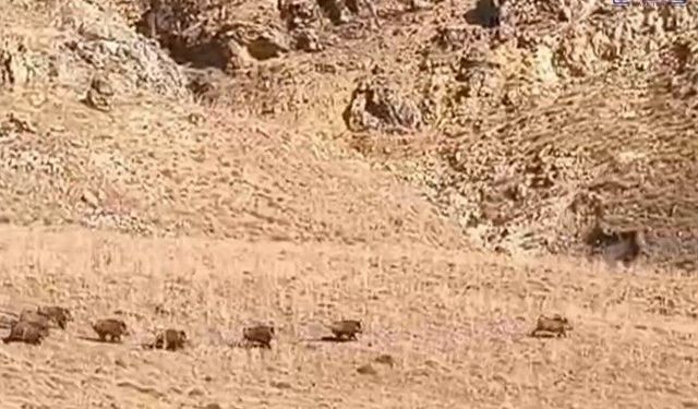 Van’da Yaban Domuzu Sürüsü Yerleşim Yerine Yaklaştı!