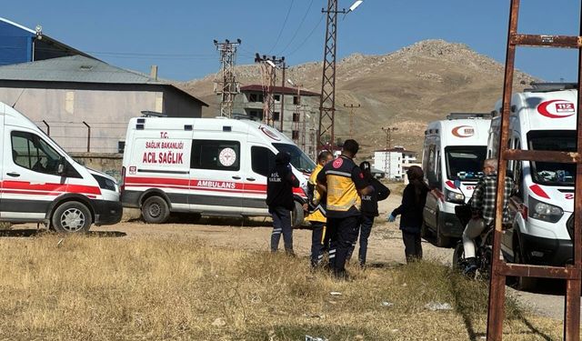 Van’da arı paniği: Mahalle arıların istilasına uğradı