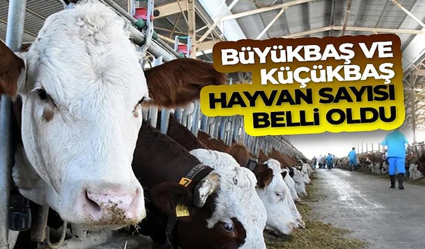 Büyükbaş hayvan sayısı Haziran ayında 16 milyon 555 bin baş oldu