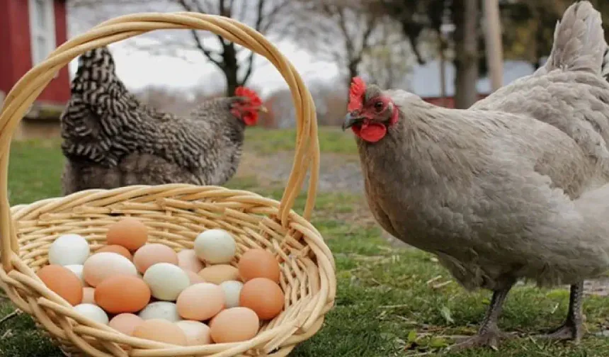 Rüyada tavuk görmek ne anlama gelir? Beyaz, kahverengi, canlı ve pişmiş tavuk tabiri