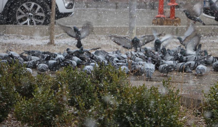 Vanlı esnaf kuşlara çocukları gibi bakıyor