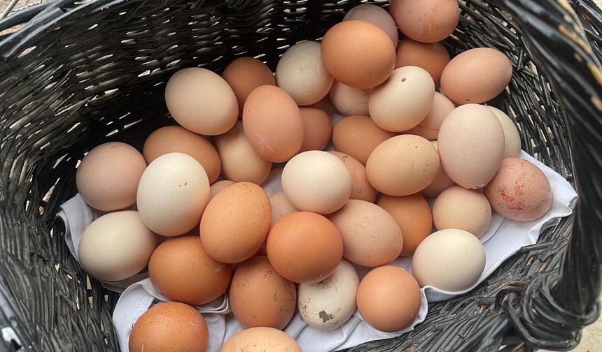 Yumurta fiyatları neden artıyor?