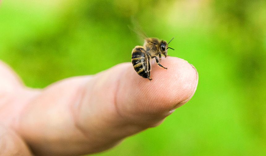 Arı sokmasına bağlı alerjik reaksiyonlar ölüme sebep olabilir