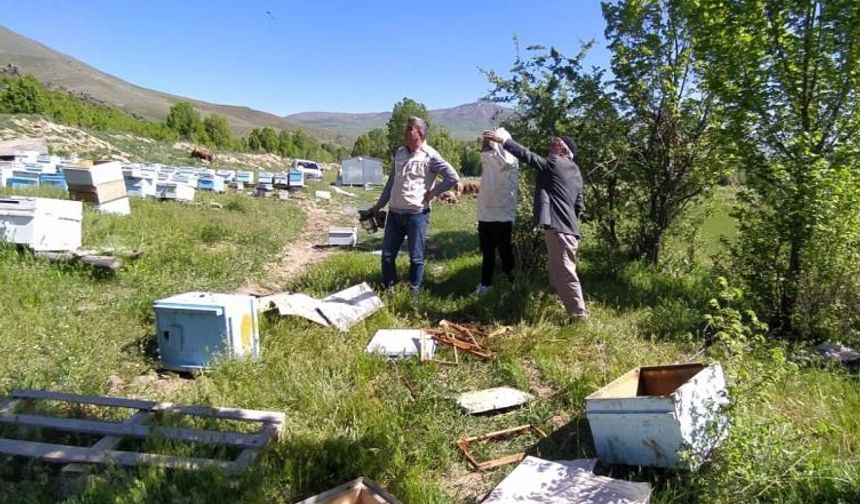 Muradiye'de arıcıların başı ayılarla dertte...
