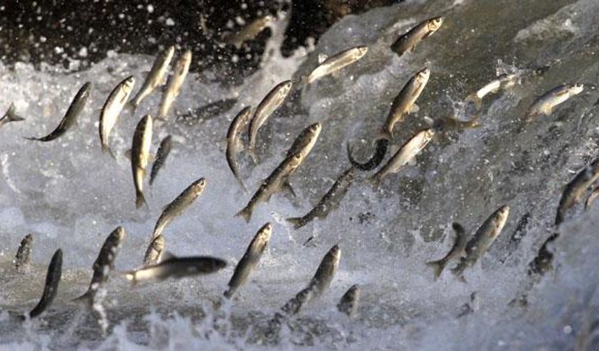 İnci Kefalinin 23 Kilometrelik Hayatta Kalma Yolculuğu
