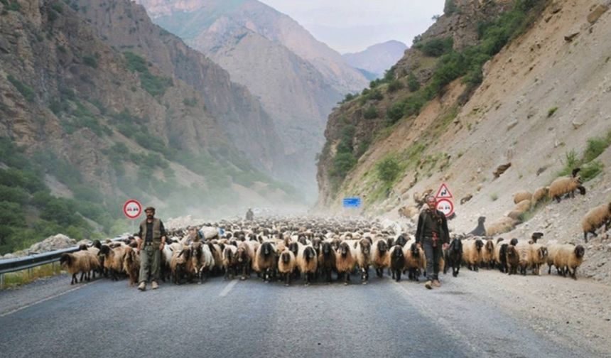 Hakkari'de hayvan hareketlerine yasak getirildi