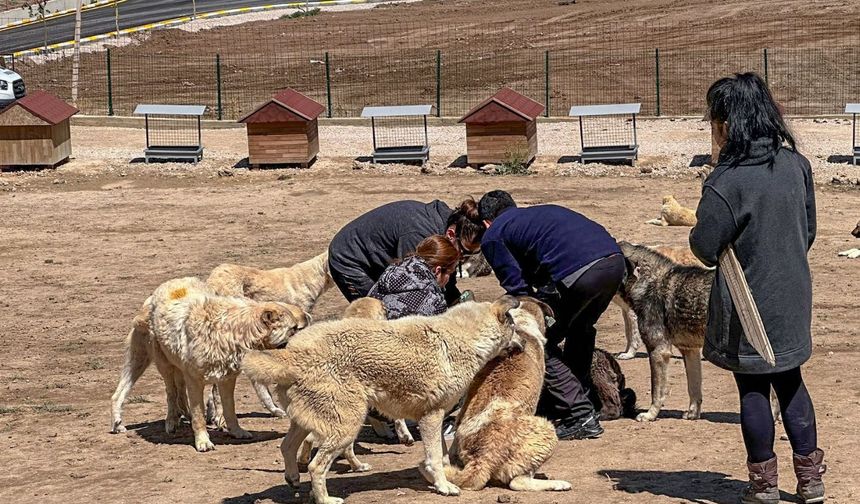 Van'daki sahipsiz hayvanlara parazit aşısı yapıldı
