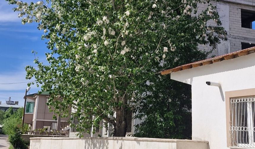 Van’da polenler hastanelik ediyor