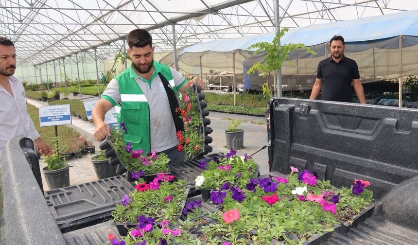 Edremit Belediyesi ürettiği çiçeklerle kenti yeşillendiriyor