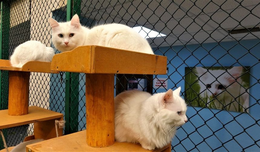 Van Kedileri Yine İlgi Odağı: Kedi Villası 2025'te Binlerce Ziyaretçiyi Ağırladı