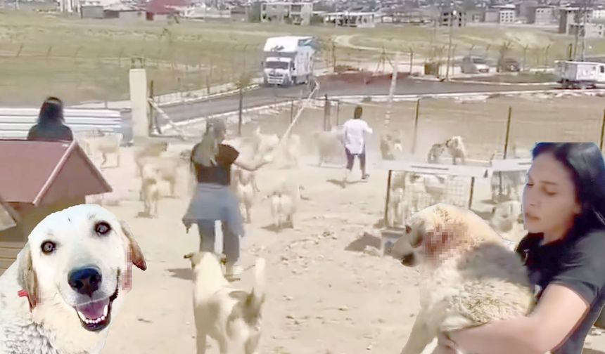 Van'daki Doğal Hayvan Barınağında Köpekler Birbirine Saldırdı: Hayvanseverlerden Tepki