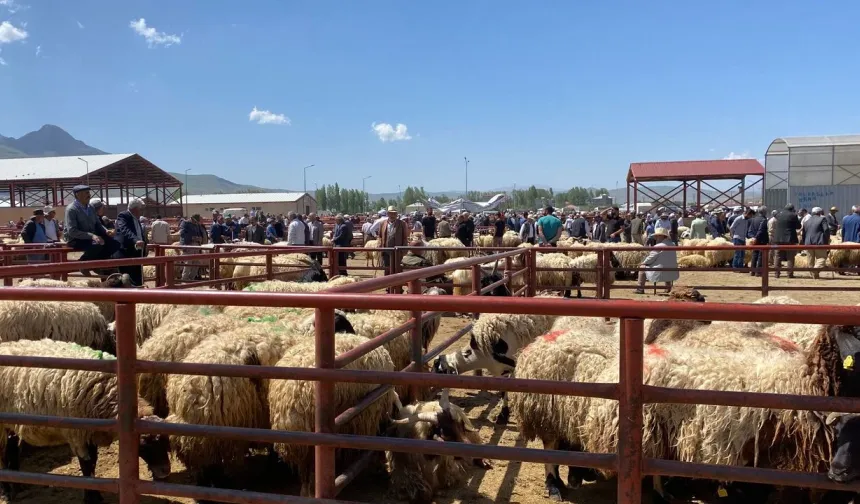Kurban Bayramı Öncesi Van’da Satış ve Kesim Noktaları Belirlendi