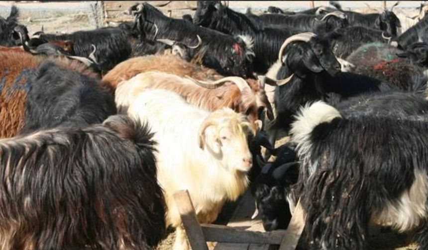Vanlı Üreticiye Müjde: Satılamayan Kurbanlıkları Devlet Alacak!