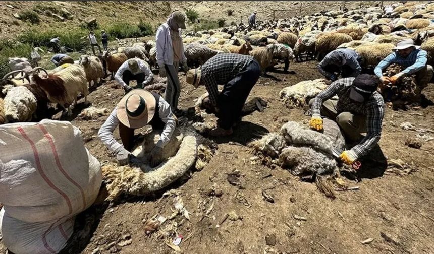 Yüksekova’da Berivanlara Gölgelik Desteği: Kadın Emeğine Gölge Değil Değer Verildi
