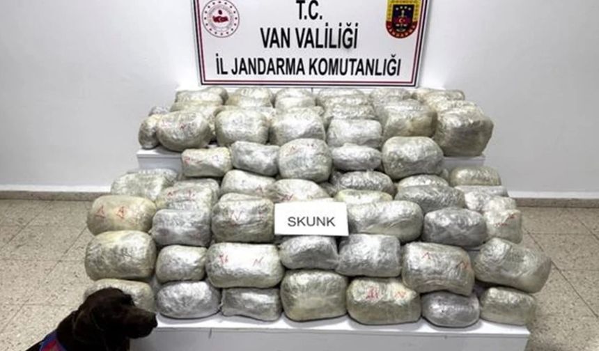Van’da 70 Kilogram Skunk Ele Geçirildi