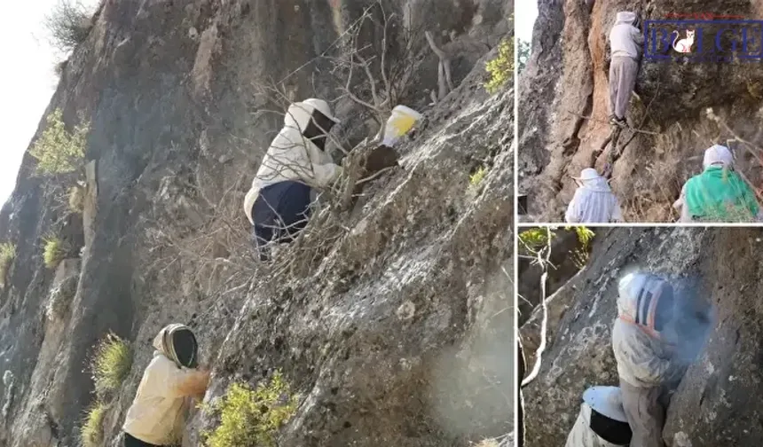 Köylülerin Yeni Gelir Kapısı Sosyal Medyada Gündem Oldu! Dağlarda Bulunan Bu Şey Köylüleri Bir Anda Zengin Etti