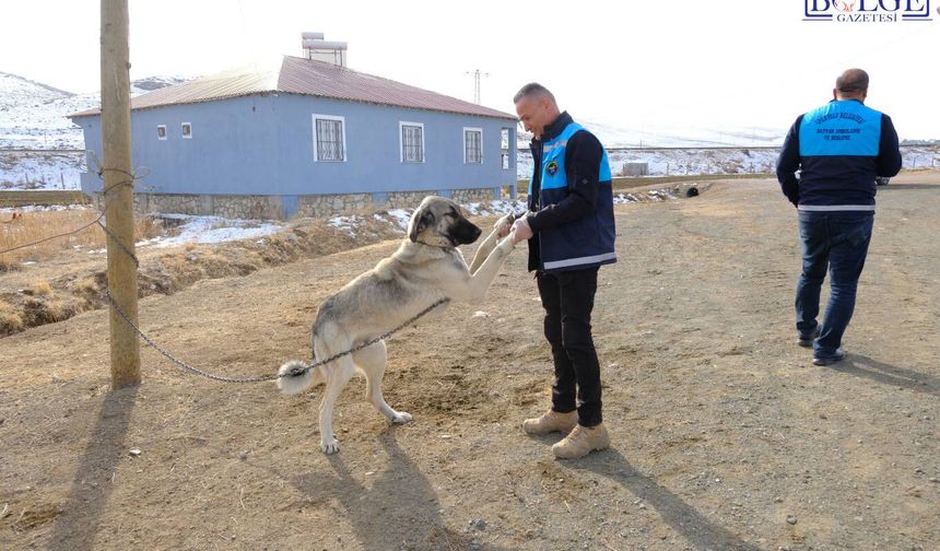 Van’da Halk Sağlığı İçin Kritik Adım: Kuduz Çalışmaları Sahada