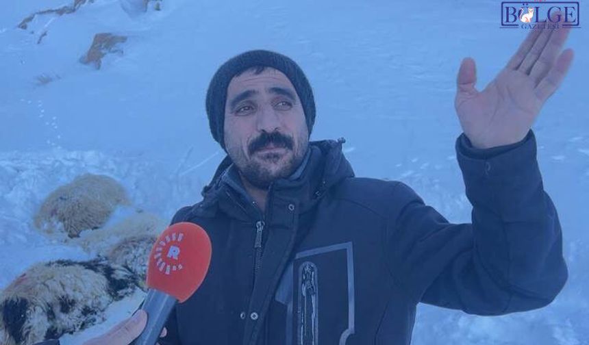 Van’da Çığ Felaketi: 100 Hayvan Kar Altında Kaldı