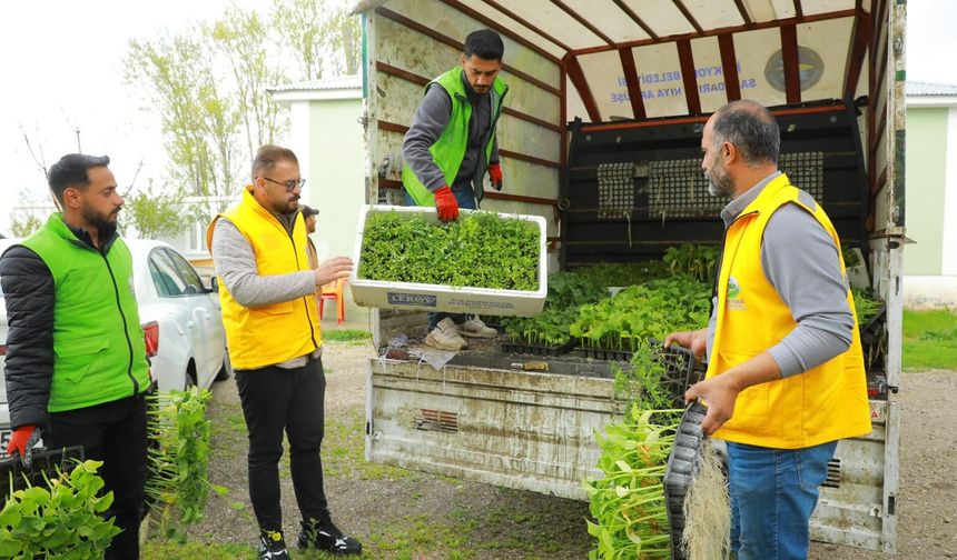 İpekyolu Belediyesi Erçek’te 80 Bin Sebze Fidesi Dağıttı