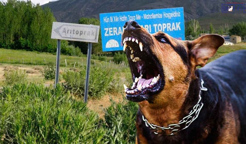 Van'da Korkutan Kuduz Vakası: Muhtardan İlk Açıklama