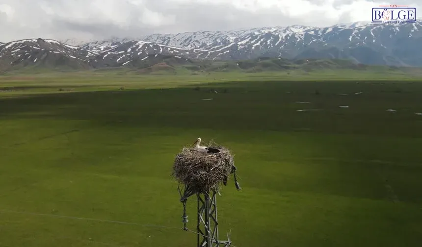 Kuş Cenneti’nde Bahar Büyüsü: Leylekler Yuvaya Döndü
