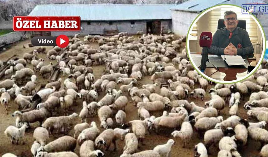 Van’da Hayvancılıkta Tehlike Var mı? Sektörde Son Durum Ne?