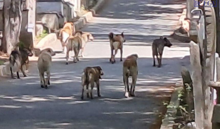 Van'da başıboş köpeklerin saldırısına uğrayan kadın yaralandı