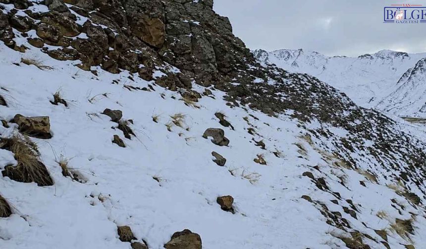 Van’da Pancar Toplamaya Giden Kadın Dağdan Düşerek Hayatını Kaybetti