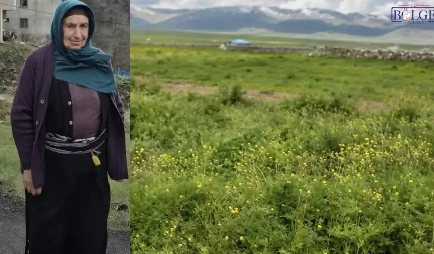 Ot Biçme Sırasında Yengesini Vurdu, 14 Yaşındaki Çocuğu Ağır Yaraladı!