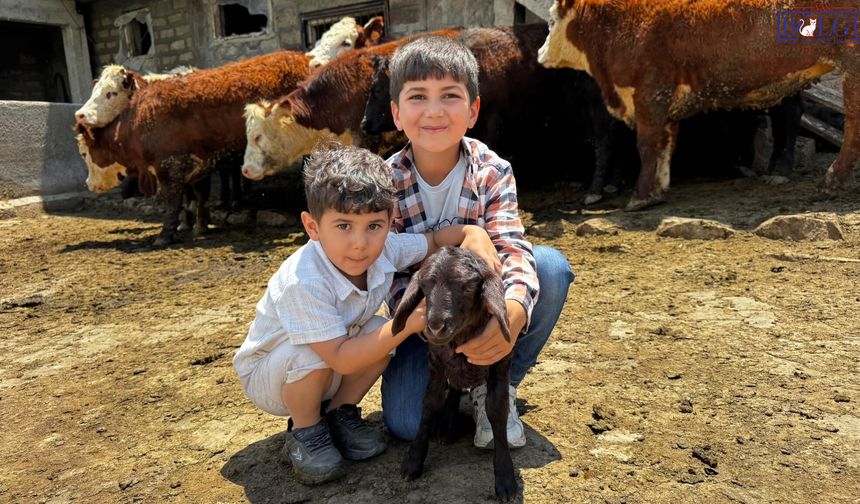 Devlet Desteğiyle Yeni Dönem! Ağrı’da Besicilere Gebe Düve Teslimatı Başladı