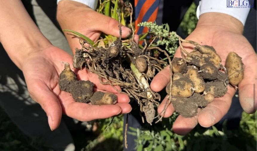 Kilosu 15 Bin TL'yi Bulan Ürün Çiftçinin Yeni Gözdesi Oldu