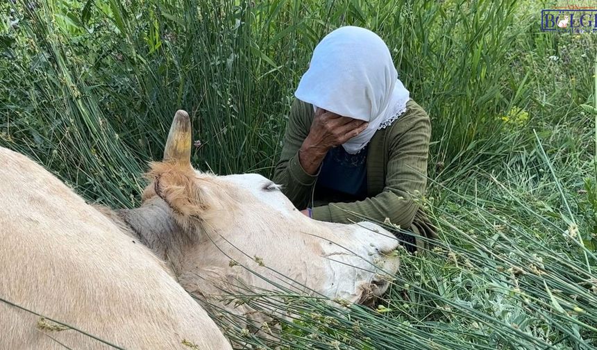 Tek İneğine Sarılıp Saatlerce Gözyaşı Döktü