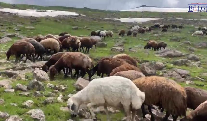 Ağrı’da Temmuz Sürprizi! Yaylada Yazın Ortasında Kış Manzarası