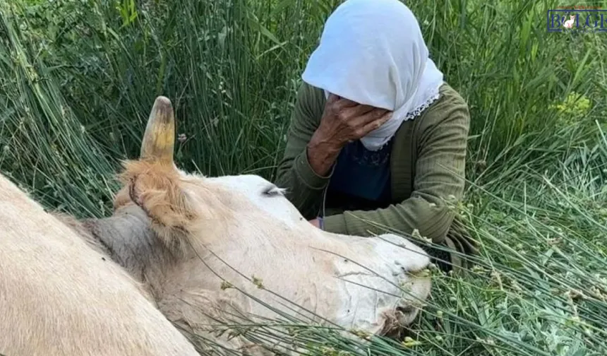 İneğini Kaybeden Aileye Dev Destek: Yapılan Yardım Miktarı Belli Oldu!