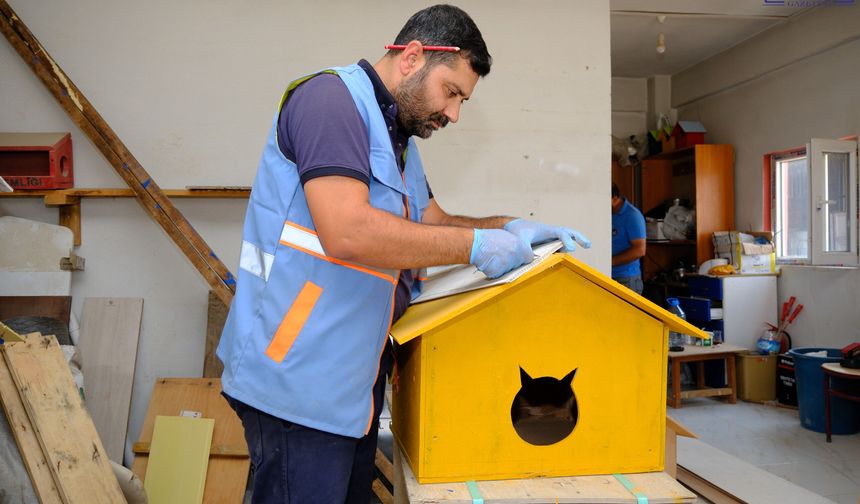 Van'da Sokak Kedileri İçin Anlamlı Proje!